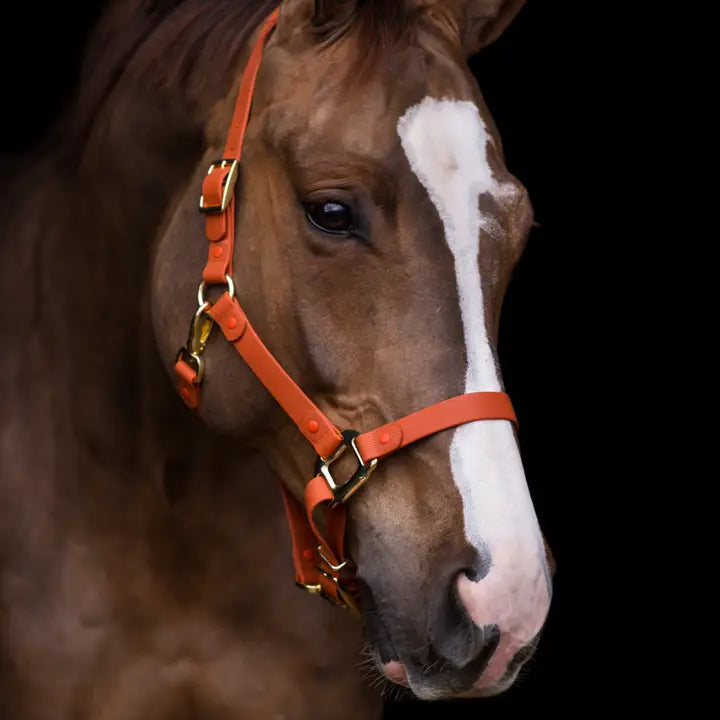 iDoggos Biothane Horse Halter