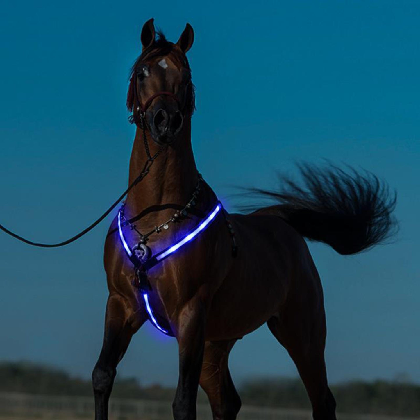 Illuminate Your Ride - LED Horse Breast Collar