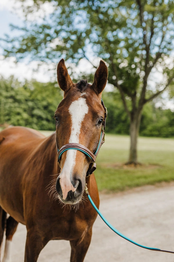 the Derby Halter