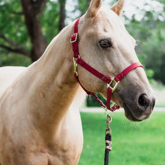 Waterproof Horse Halter - Various Colors