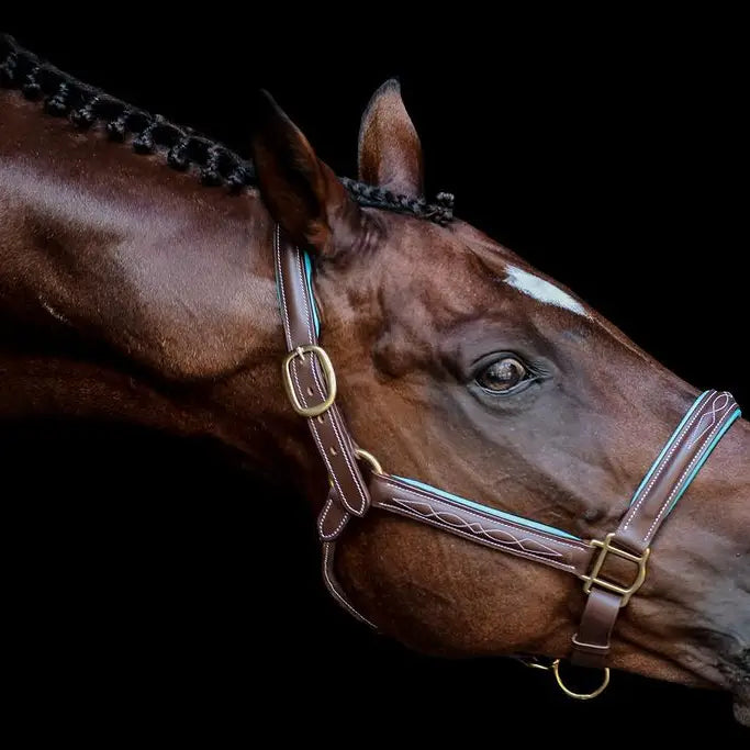 the Derby Halter