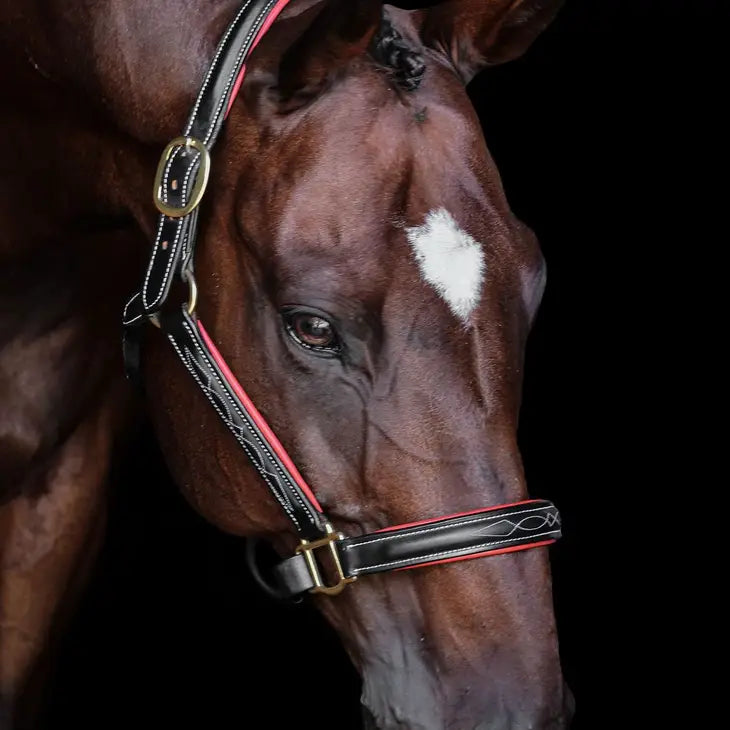 the Derby Halter