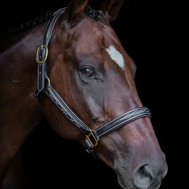 the Derby Halter