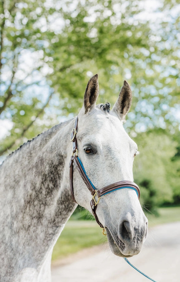 the Derby Halter