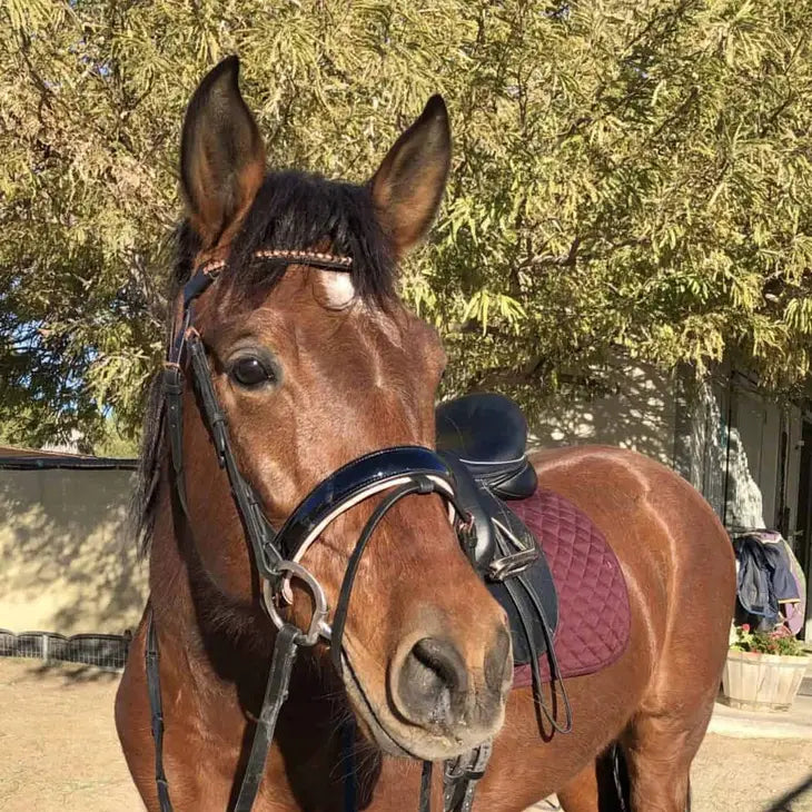 Rose Gold Tone Dressage Bridle