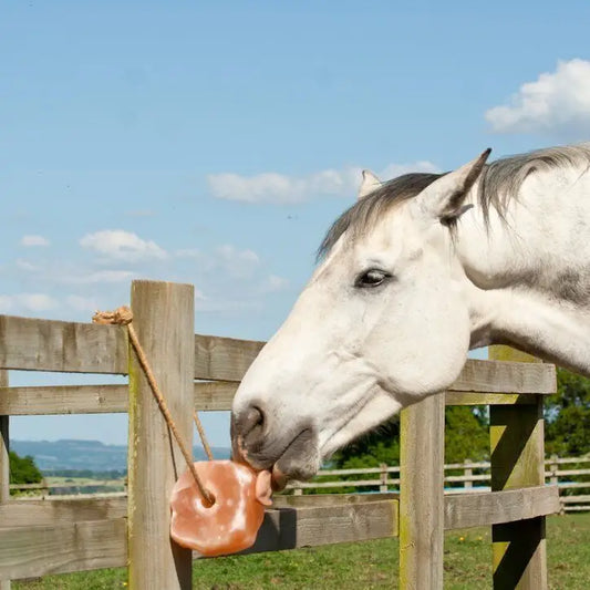 Horse and Livestock Salt Lick with Rope