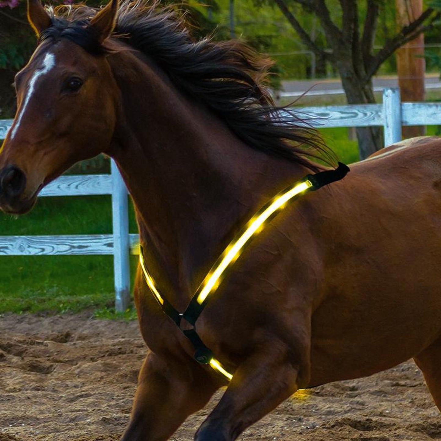 Illuminate Your Ride - LED Horse Breast Collar