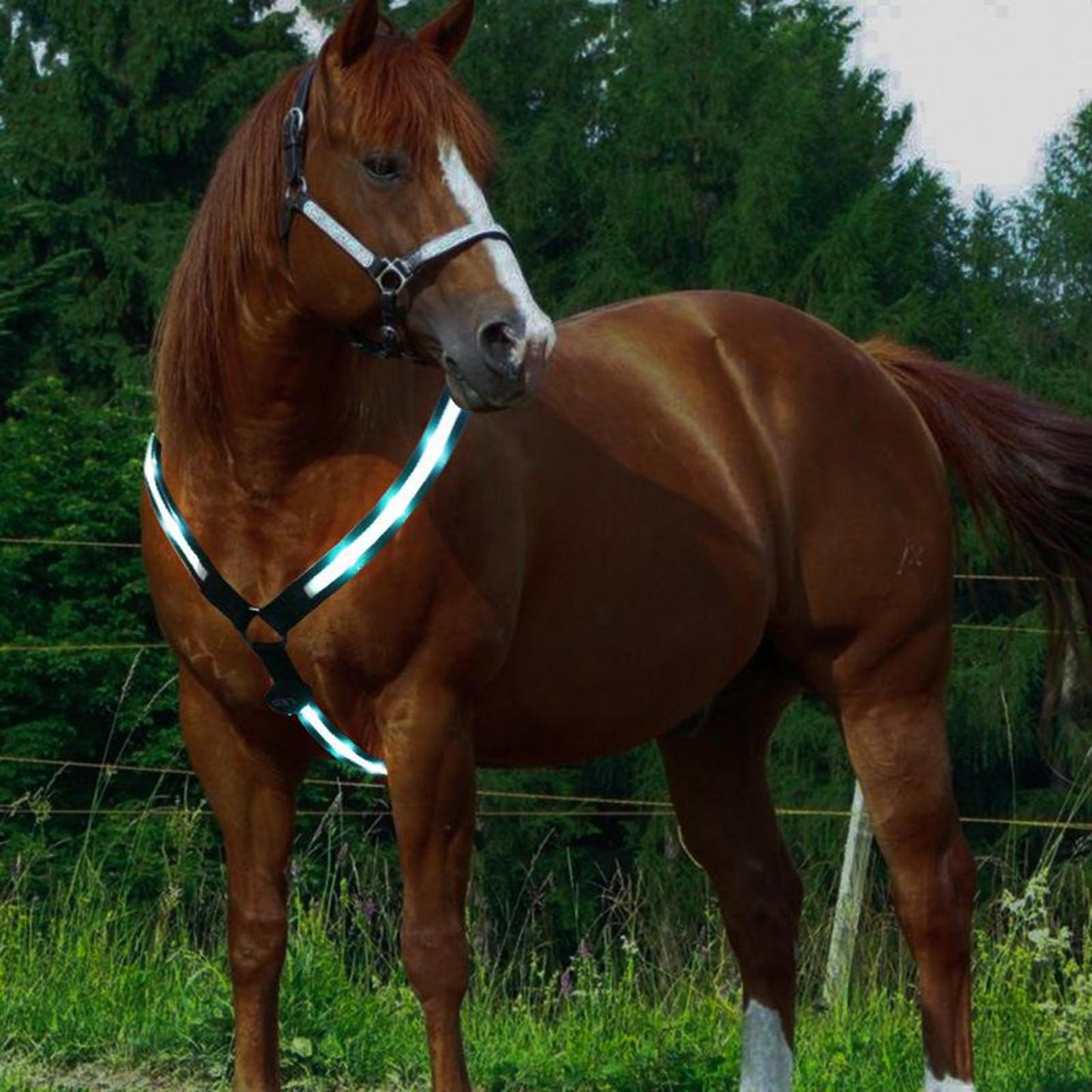 Illuminate Your Ride - LED Horse Breast Collar